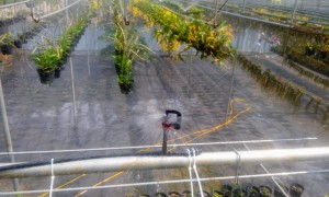 bep tuoi4