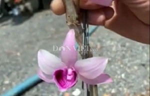 LÂM ĐỒNG: CHẬU LAN GIẢ HẠC ĐỘT BIẾN BÁN GIÁ 5 TỶ ĐỒNG