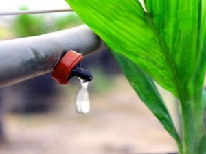 TƯỚI NHỎ GIỌT LÀ GÌ? NGUỒN GỐC CÓ TỪ KHI NÀO