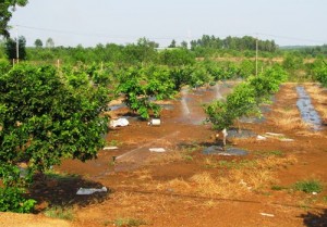 Tính toán thiết kế hệ thống tưới cho vườn cây ăn trái