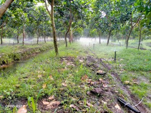 TOP NHỨNG HỆ THỐNG TƯỚI ĐƯỢC NGƯỜI NÔNG DÂN LỰA CHỌN NHIỀU NHẤT HIỆN NAY