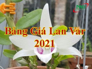 LAN ĐỘT BIẾN VÀ GIÁ THÀNH HIỆN TẠI LAN VAR 2021 THẾ NÀO