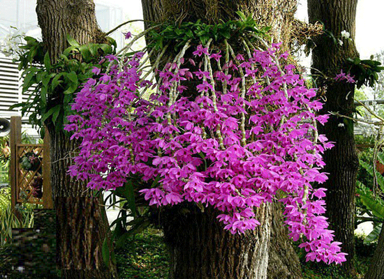 kinh nghiem cho nguoi moi choi lan 4