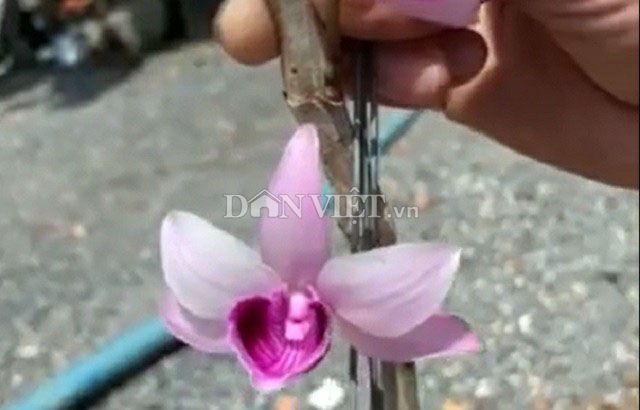 hang khung lam dong chau lan gia hac dot bien ban gia 5 ty dong 3 1563937706213