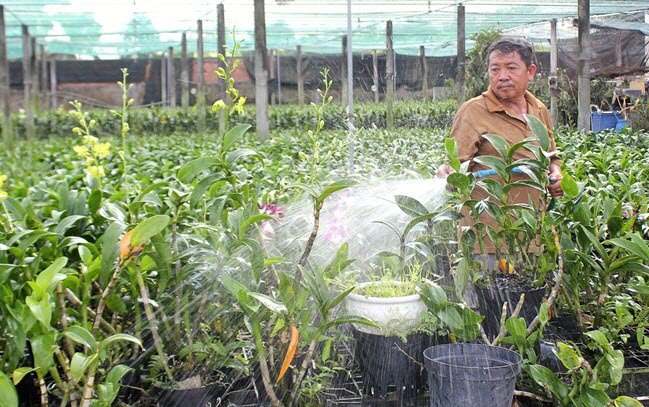 tuoi lan