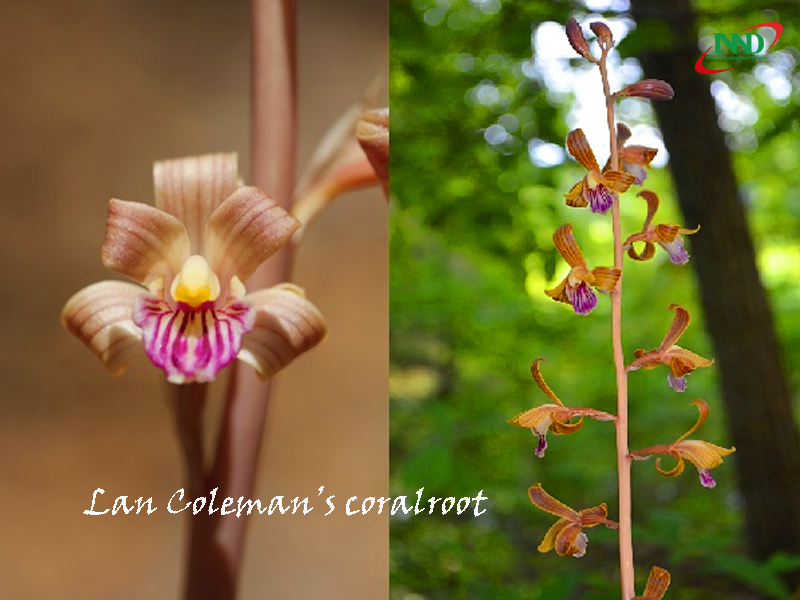 lan colemans coralroot 1