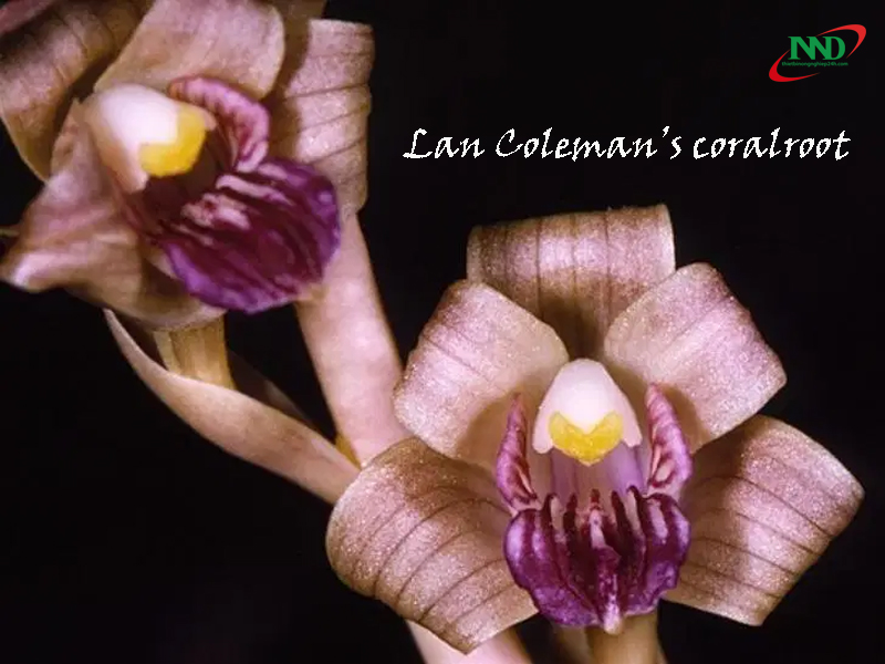 lan colemans coralroot