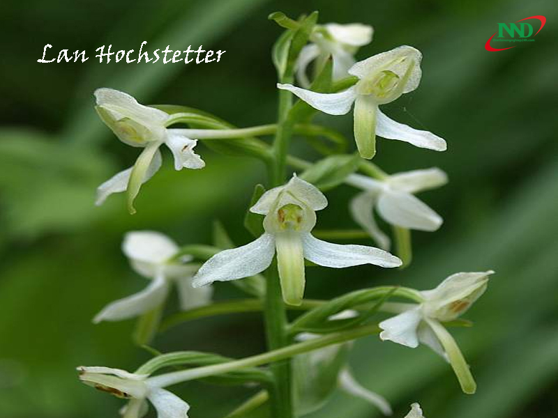 lan hochstetter