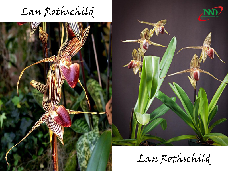 lan rothschild