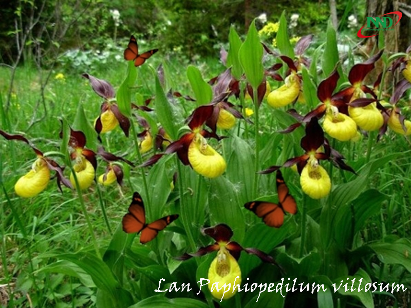 paphiopedilum villosum 2