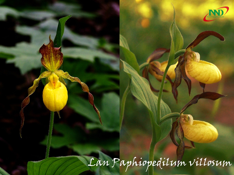 paphiopedilum villosum 3