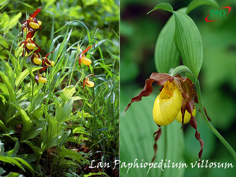 paphiopedilum villosum 4